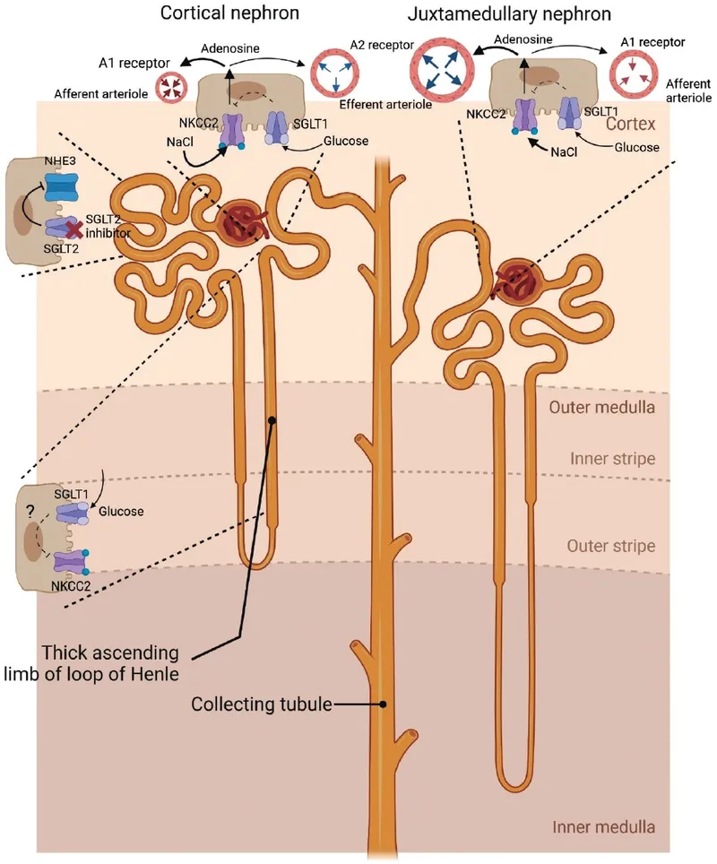 SGLT2 inhibitor mechanism in cortical nephron