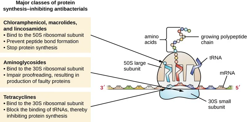 Aminoglycoside MOA targeting 30S ribosome