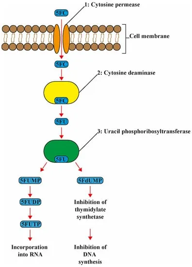 Flucytosine metabolism and mechanism of action