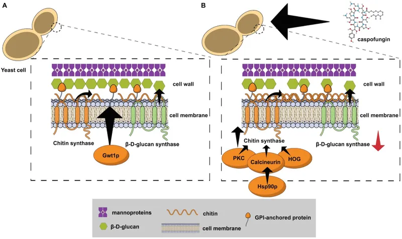Fungal cell wall and echinocandin target