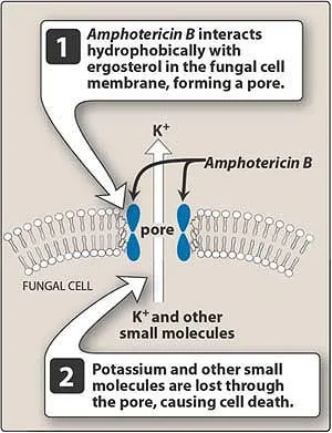 Amphotericin B mechanism of action on fungal cell