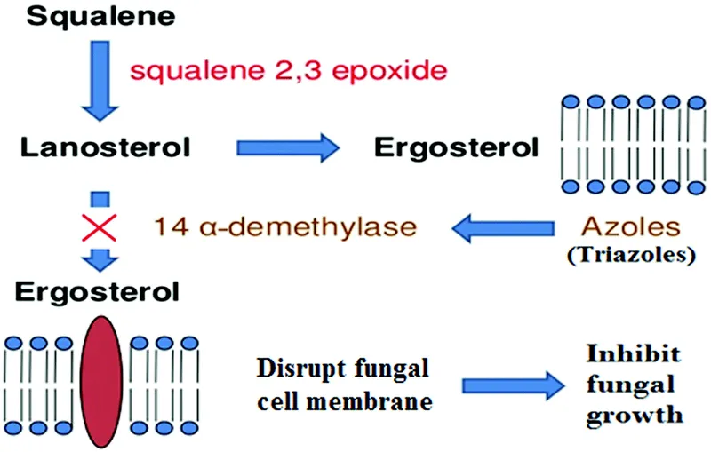 Azole Antifungal Mechanism: Ergosterol Synthesis