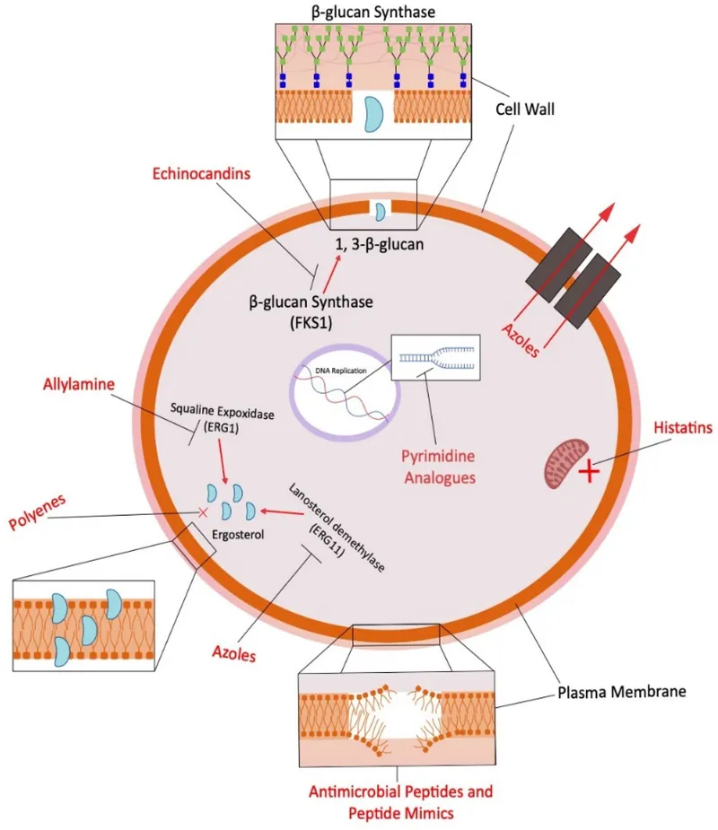 Antifungal drug sites of action on fungal cell