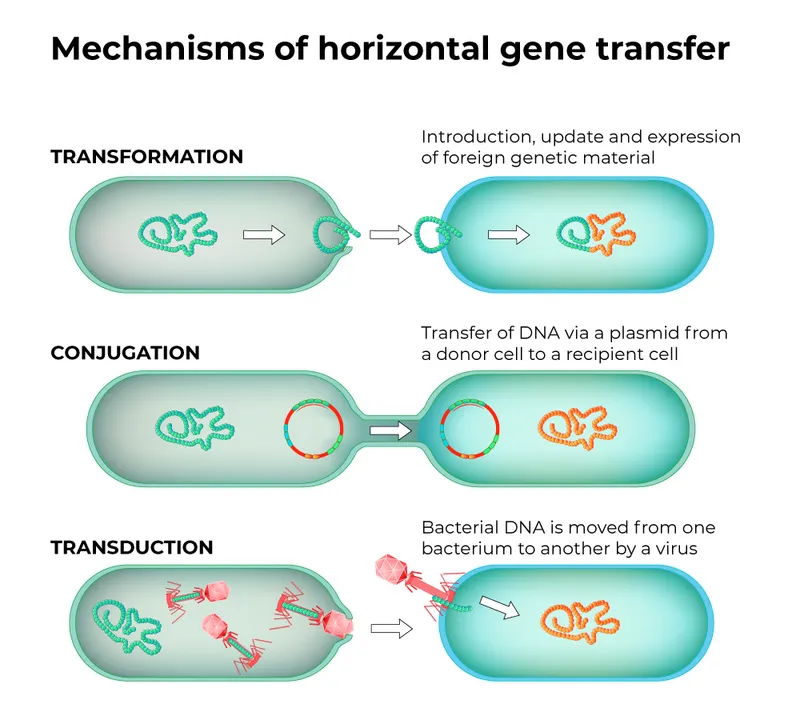 Horizontal Gene Transfer Mechanisms