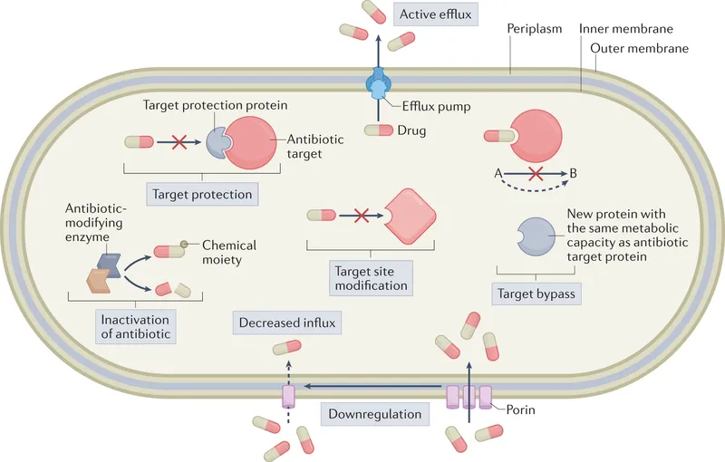 Bacterial Antibiotic Resistance Mechanisms