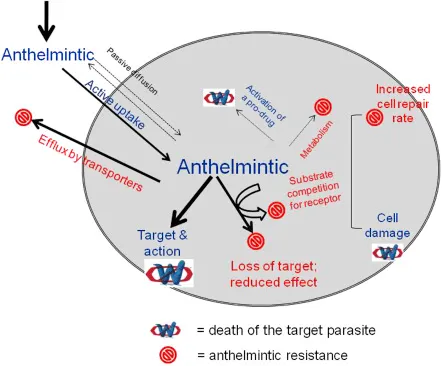 Anthelmintic drug mechanisms and resistance