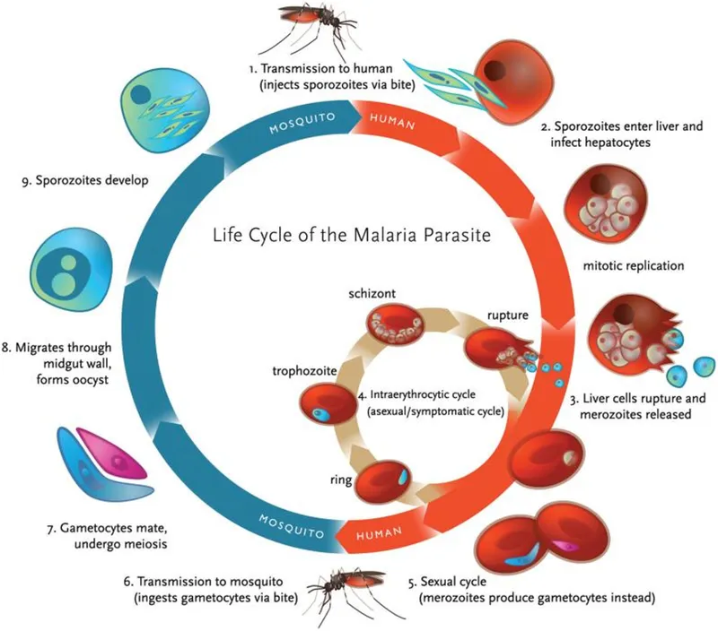 Life Cycle of the Malaria Parasite