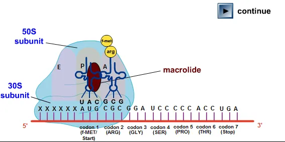 Macrolide binding to 50S ribosomal subunit