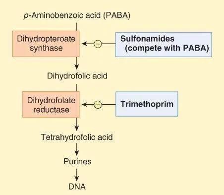 Folate synthesis pathway with Sulfonamide and Trimethoprim