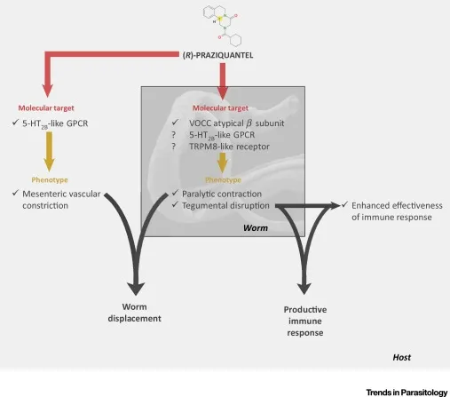 Praziquantel: Molecular Targets, Phenotypes, and Outcomes