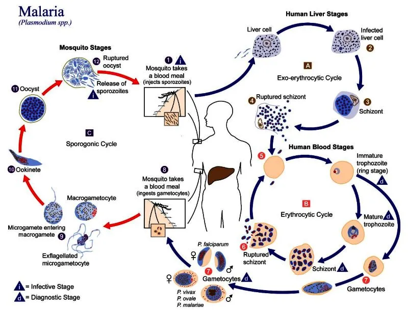 Malaria Parasite Lifecycle