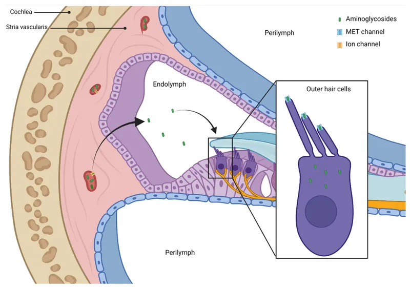 Aminoglycoside ototoxicity in the cochlea