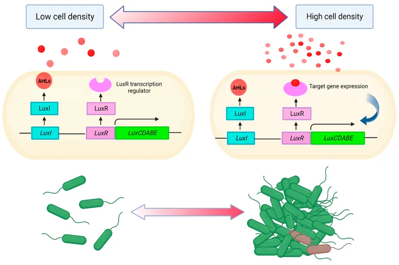 Bacterial Quorum Sensing Mechanism