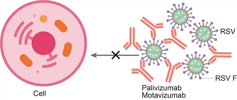 Palivizumab mechanism of action on RSV F protein