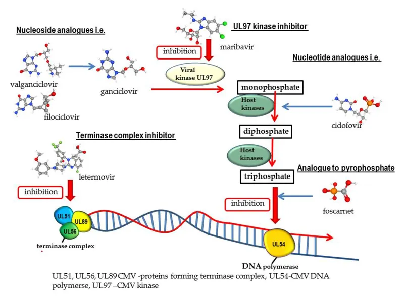 Anti-herpesvirus drug mechanisms