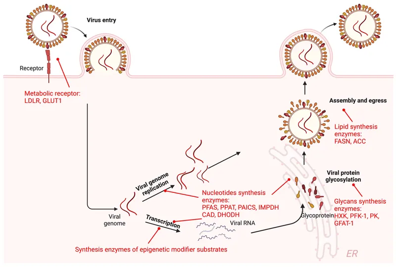 Host cell factors targeted by broad-spectrum antivirals