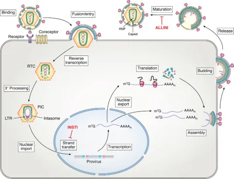 HIV life cycle with INSTI and ALLINI inhibition points