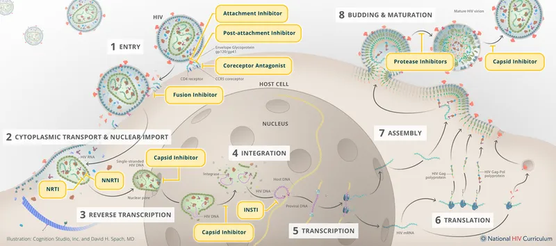 HIV Life Cycle & Antiviral Targets