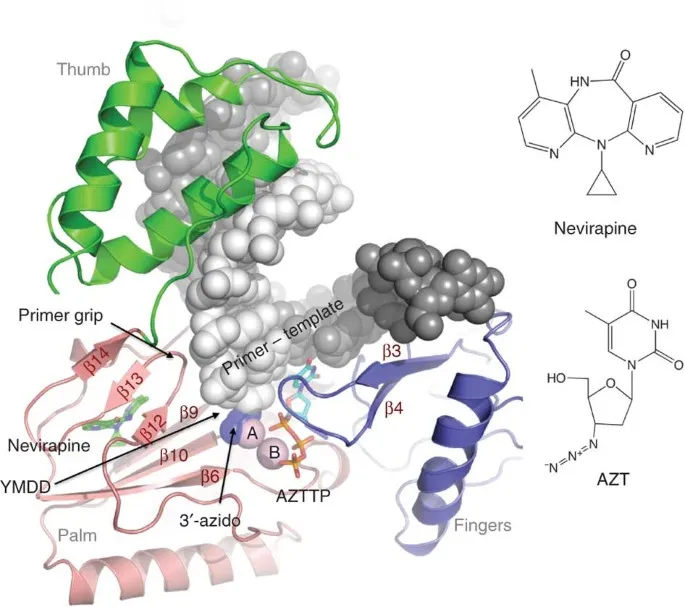 HIV RT with Nevirapine and AZTTP binding sites