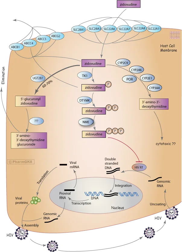 Zidovudine phosphorylation, metabolism, and HIV inhibition