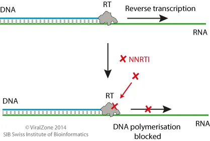 NNRTI mechanism: blocking reverse transcriptase