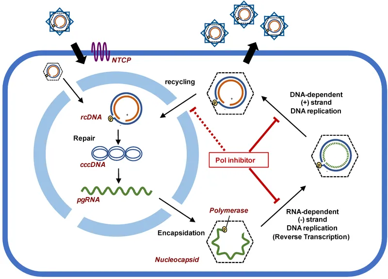 Hepatitis B Virus Lifecycle and Antiviral Targets