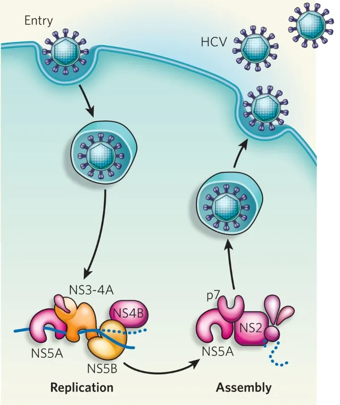 HCV Replication Cycle with DAA Targets