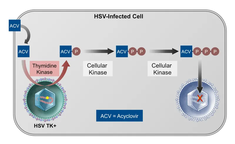 Acyclovir mechanism of action in HSV-infected cells