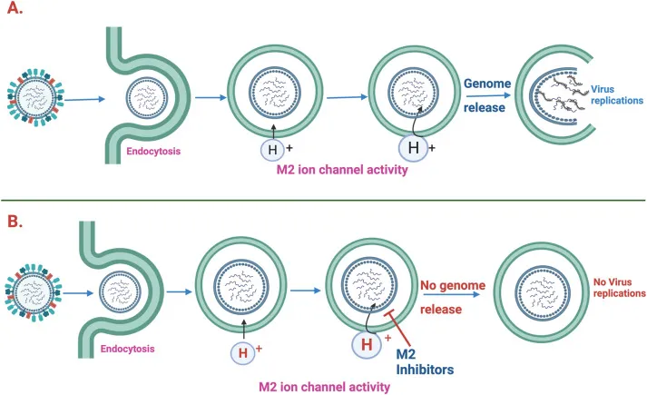 Influenza M2 proton channel inhibitor mechanism