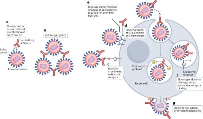 Mechanisms of action of antiviral antibodies