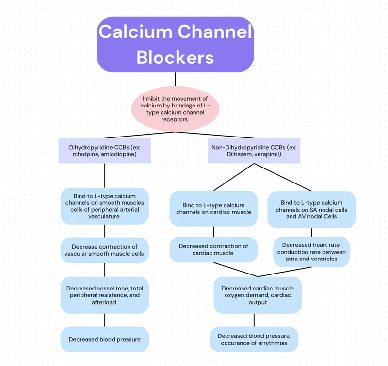 Calcium Channel Blockers: Mechanism of Action