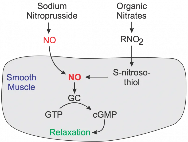 Nitrates and Sodium Nitroprusside Mechanism of Action