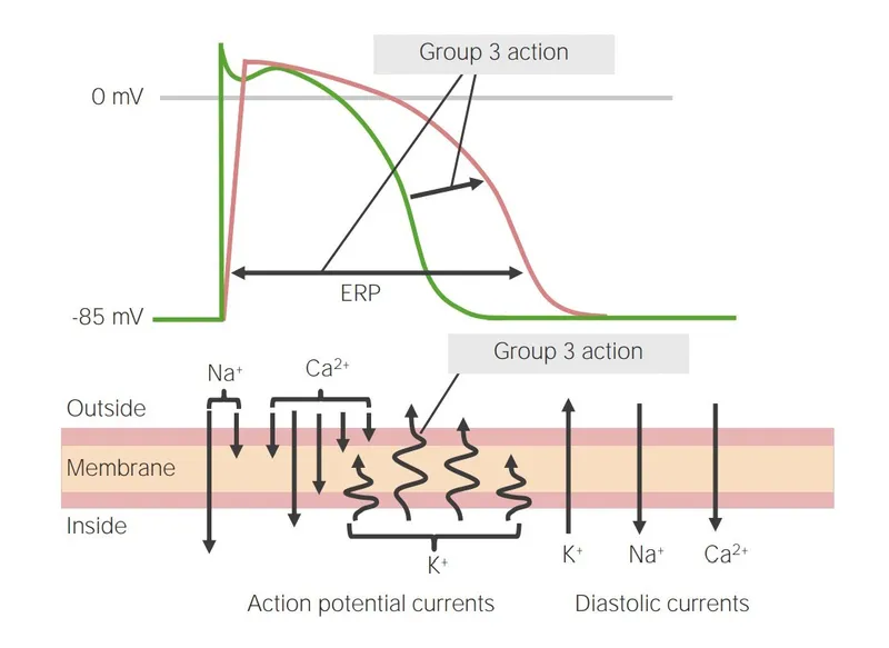Class III antiarrhythmics effect on cardiac action potential