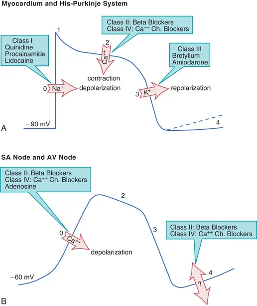 Cardiac action potentials and antiarrhythmic drug effects