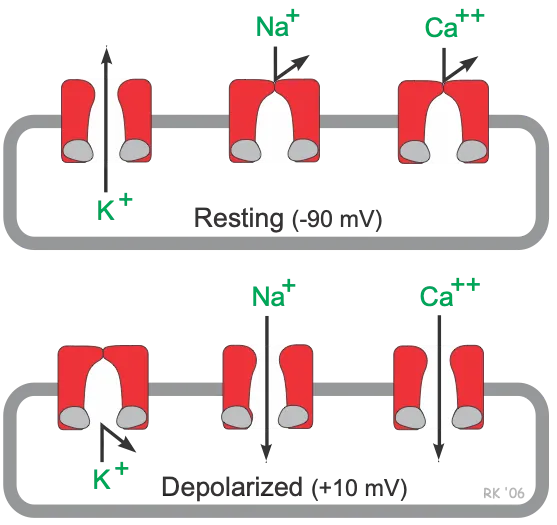 Ion Channels in Resting vs. Depolarized States