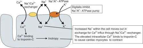 Digoxin mechanism of action on cardiac myocyte