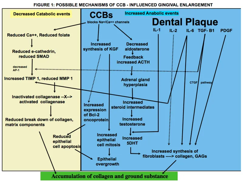 Mechanisms of CCB-influenced gingival enlargement