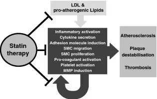 Statins: Anti-atherosclerotic mechanisms
