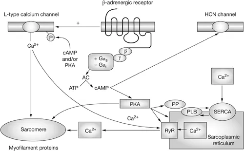Cardiomyocyte Ca2+ release & beta-adrenergic pathway