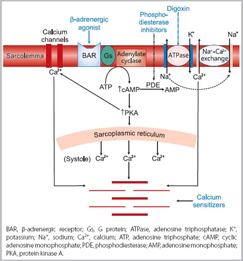 Positive Inotropic Agents: Mechanisms of Action