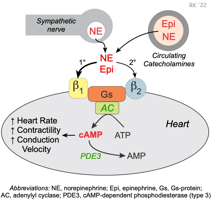 Beta-1 and Beta-2 Receptor Mechanism in Heart