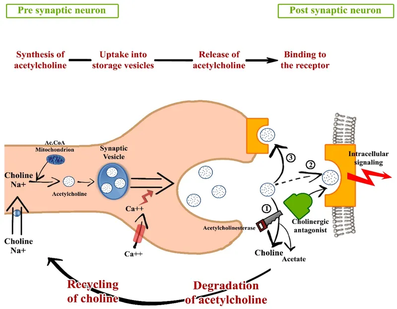 Cholinergic antagonist mechanism at receptor site