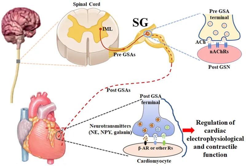 Autonomic Innervation of the Heart