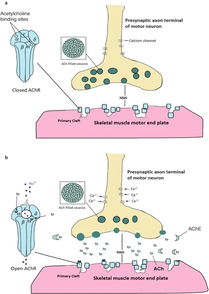 Neuromuscular Junction: Closed and Open AChR