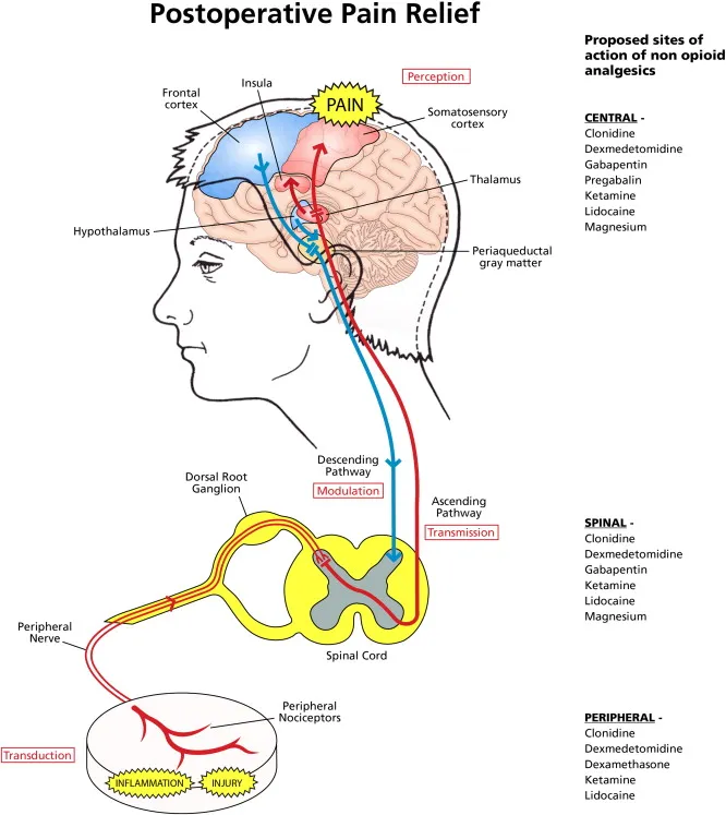 Sites of action for non-opioid analgesics in pain pathway