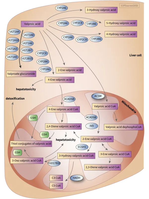 Valproic Acid Metabolism and Hepatotoxicity