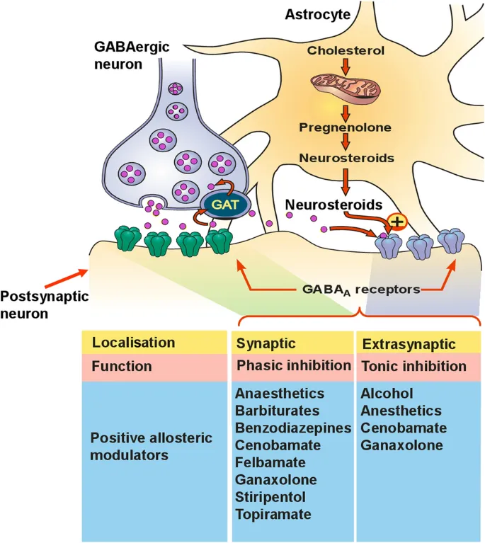 GABA-A receptor mechanism and positive allosteric modulators