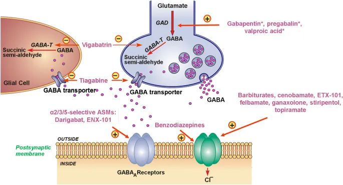 GABAergic synapse with antiepileptic drug targets