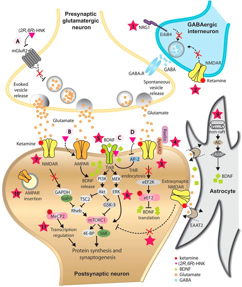 Ketamine mechanism of action on NMDA receptor and pathways