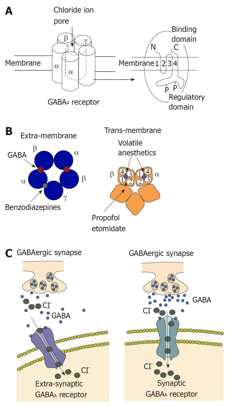 GABA-A receptor and anesthetic binding sites